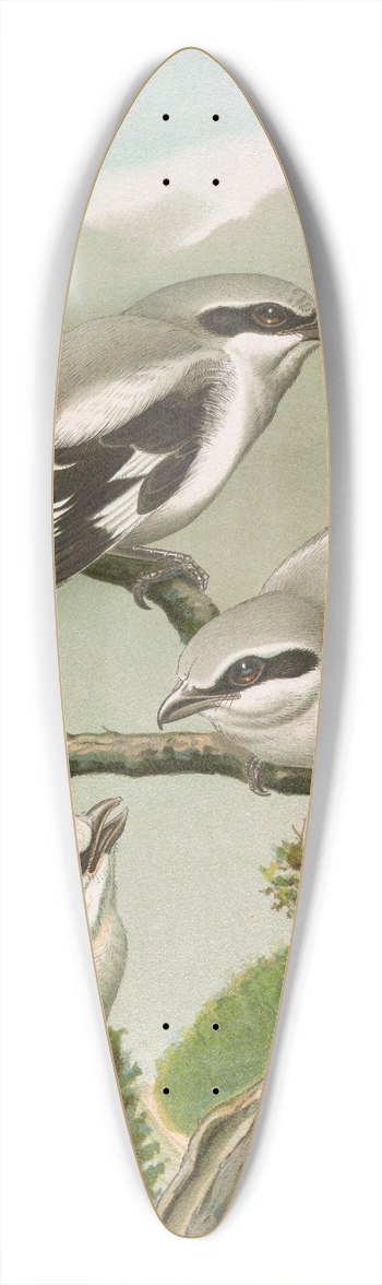 Johann Friedrich Naumann - Lanius excubitor 39.3 inch art pintail longboard deck