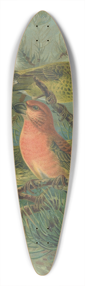 Johann Friedrich Naumann - Loxia pityopsittacus Bechst 39.3 inch art pintail longboard deck