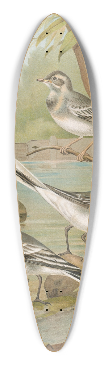 Johann Friedrich Naumann - Motacilla alba 39.3 inch art pintail longboard deck