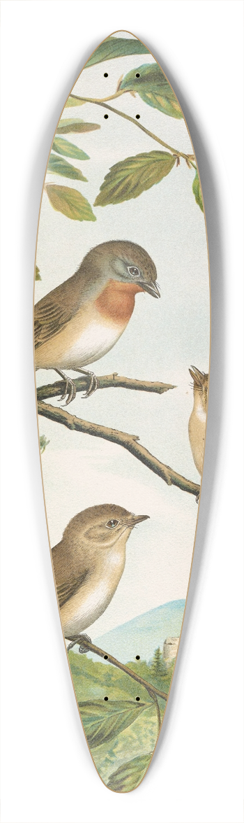 Johann Friedrich Naumann - Muscicapa parva Bechst 39.3 inch art pintail longboard deck