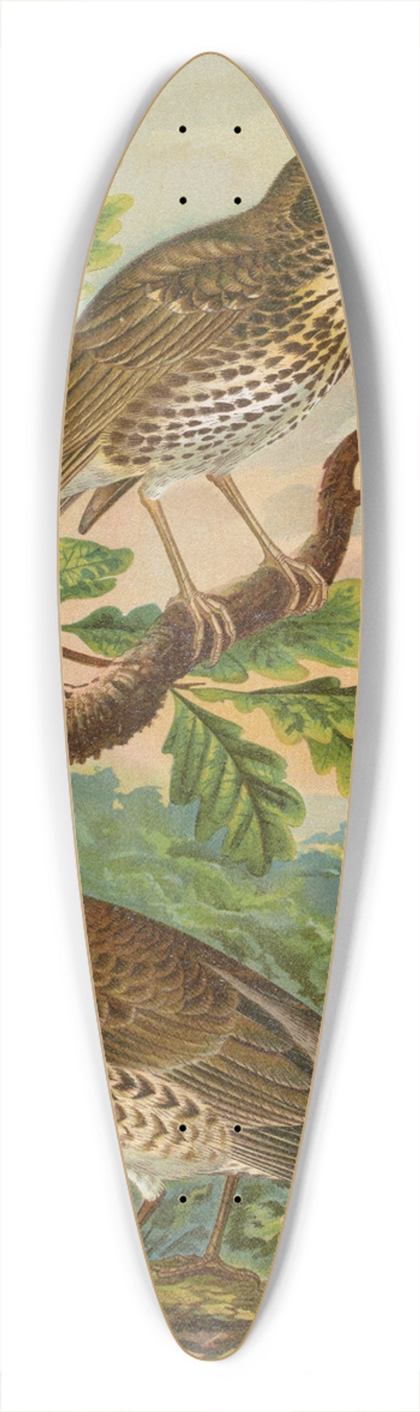 Johann Friedrich Naumann - Turdus musicus, Turdus pilaris 39.3 inch art pintail longboard deck