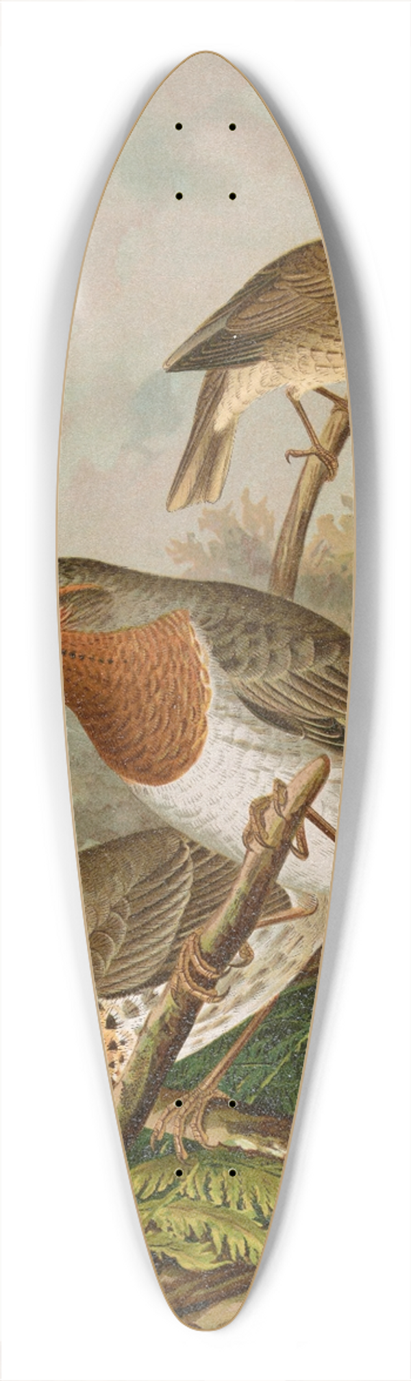 Johann Friedrich Naumann - Turdus ruficollis 39.3 inch art pintail longboard deck