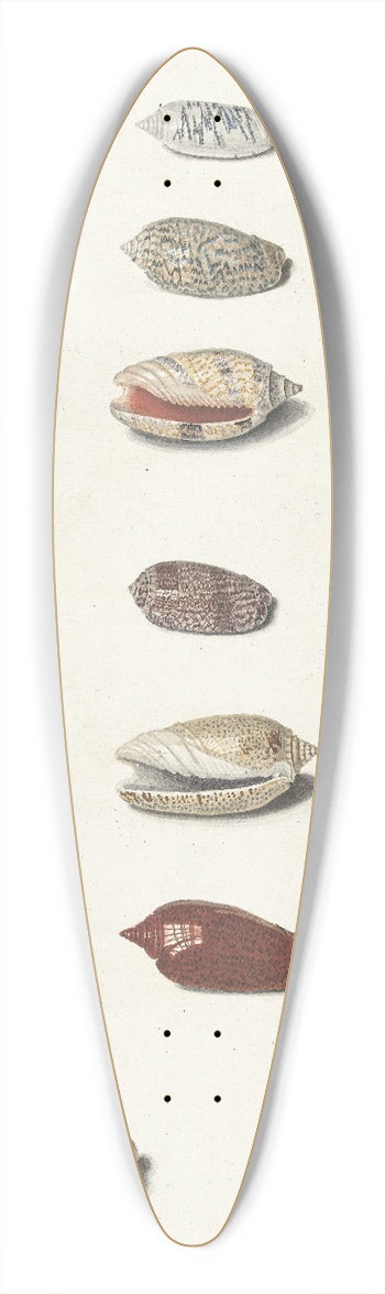 Johann Gustav Hoch - Twenty Tropical Shells 39.3 inch art pintail longboard deck