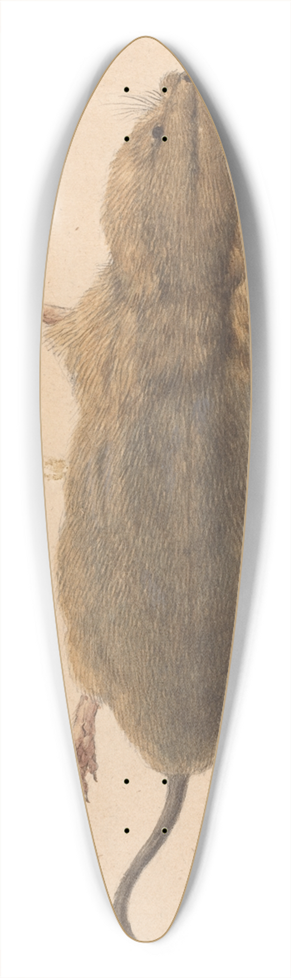 Johann Rudolph Schellenberg - A Field Mouse, from Above 39.3 inch art pintail longboard deck