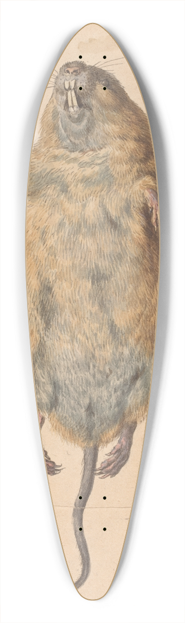 Johann Rudolph Schellenberg - A Field Mouse, from Below 39.3 inch art pintail longboard deck