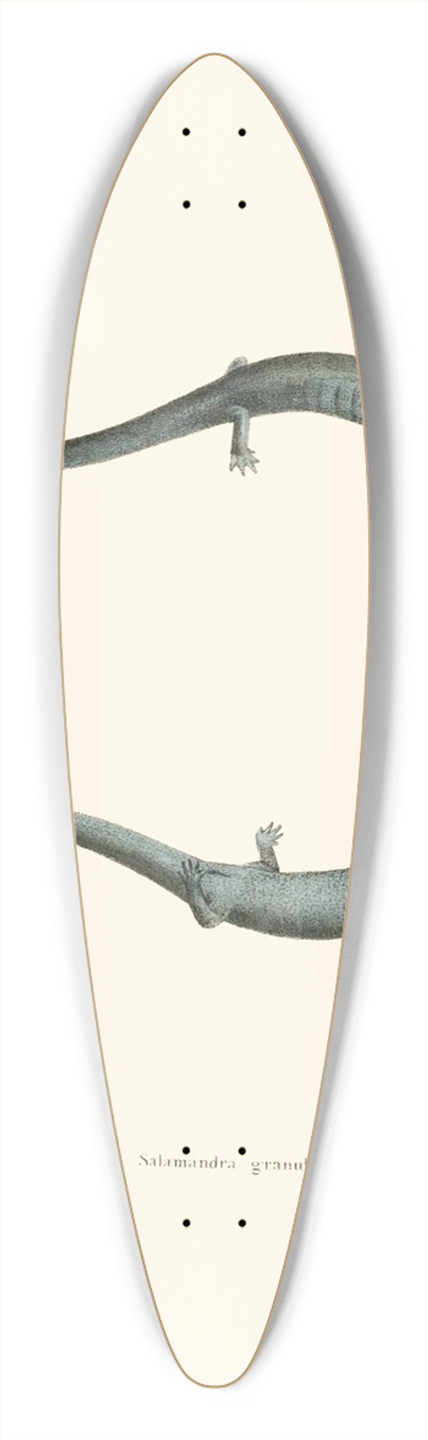 John Edwards Holbrook - Salamandra granulata 39.3 inch art pintail longboard deck