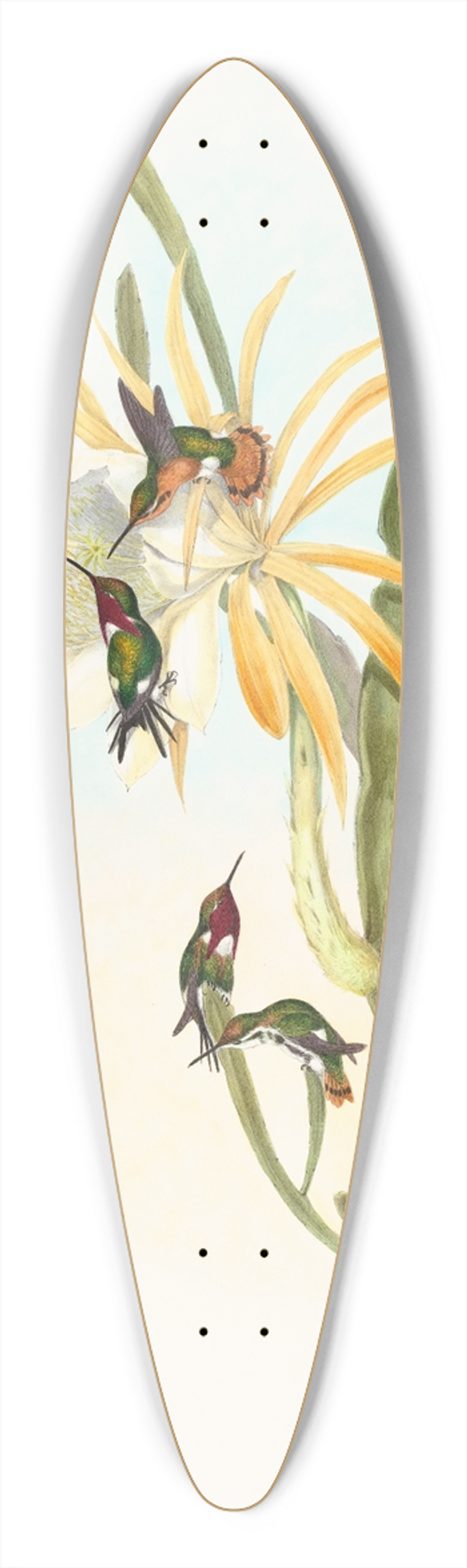 John Gould - Calothorax heliodori 39.3 inch art pintail longboard deck