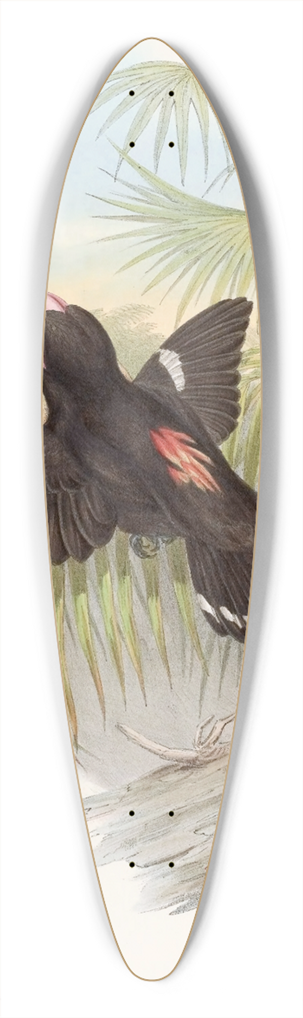 John Gould - Great Eurylaime 39.3 inch art pintail longboard deck