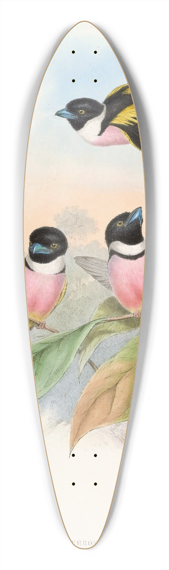John Gould - Hooded Eurylaime 39.3 inch art pintail longboard deck