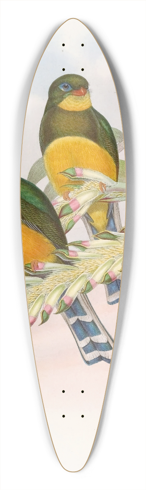 John Gould - Macklots Trogon 39.3 inch art pintail longboard deck
