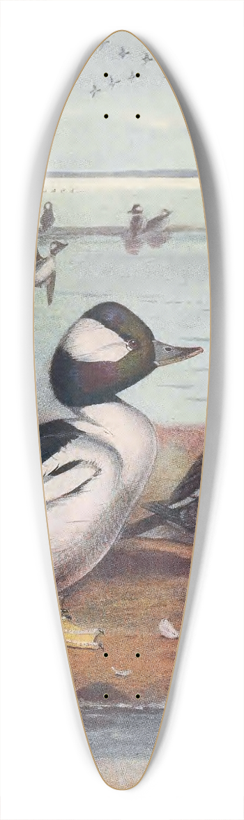 John Guille Millais - Buffle-Headed Duck 39.3 inch art pintail longboard deck