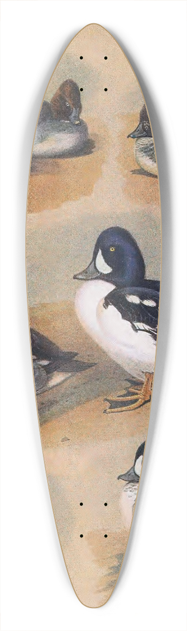 John Guille Millais - Plumages Of Barrows Golden-Eye 39.3 inch art pintail longboard deck