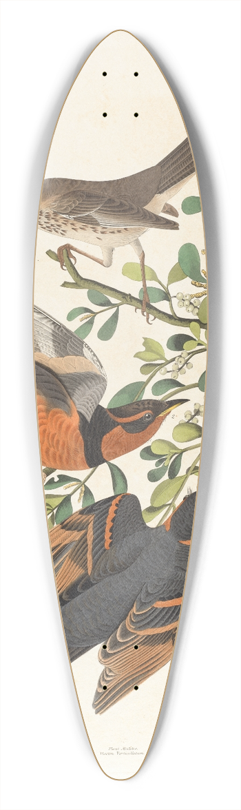 John James Audubon - 1. Mountain mocking bird, male. 2. 3. Varied thrush, male & female 39.3 inch art pintail longboard deck