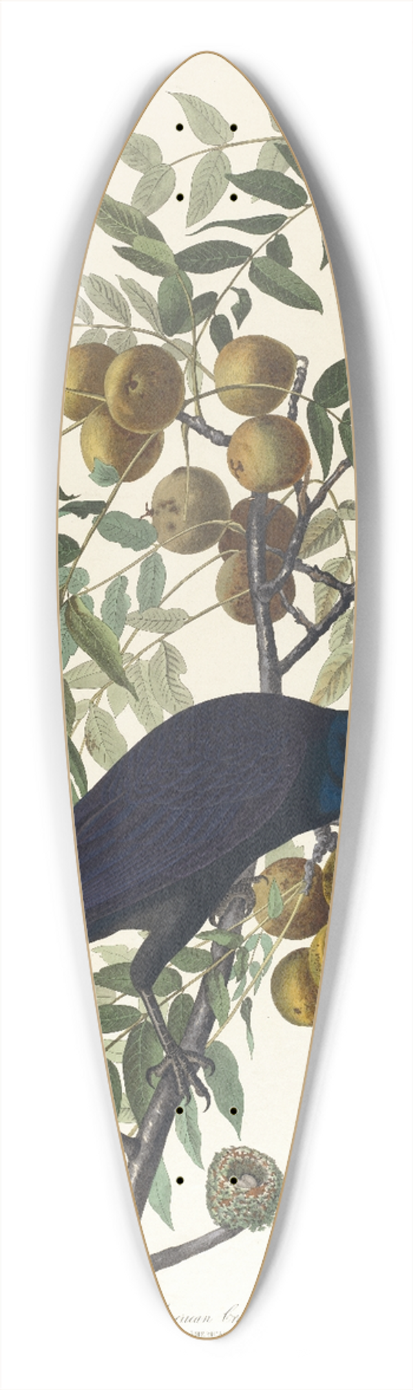 John James Audubon - American crow 39.3 inch art pintail longboard deck