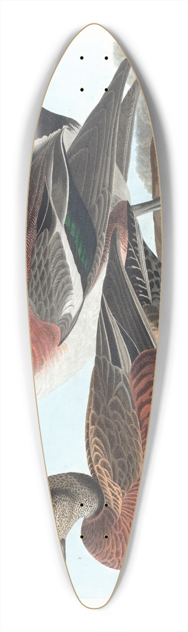 John James Audubon - American widgeon 39.3 inch art pintail longboard deck