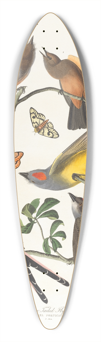 John James Audubon - Arkansaw flycatcher. Swallow-tailed flycatcher 39.3 inch art pintail longboard deck