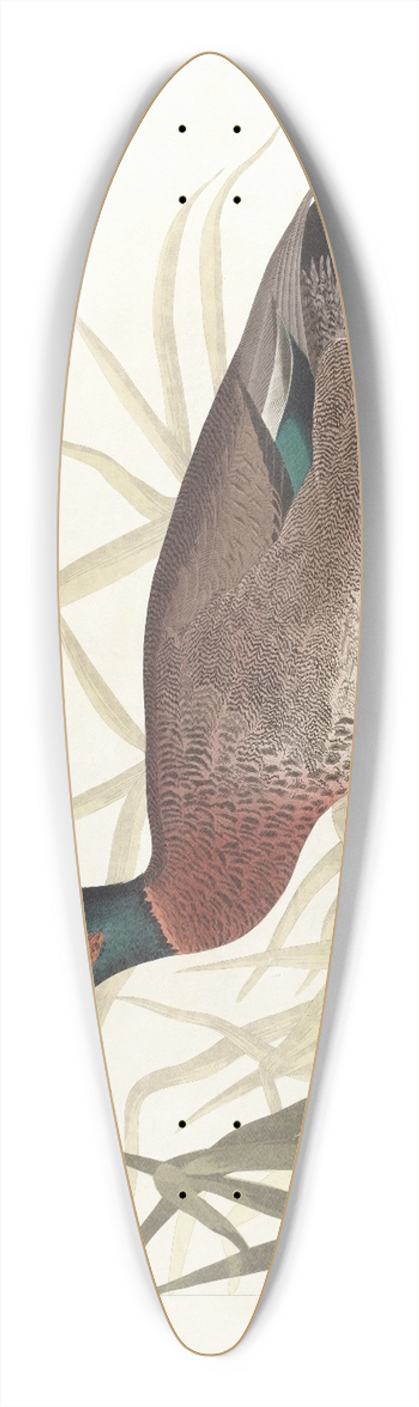 John James Audubon - Bemaculated duck 39.3 inch art pintail longboard deck