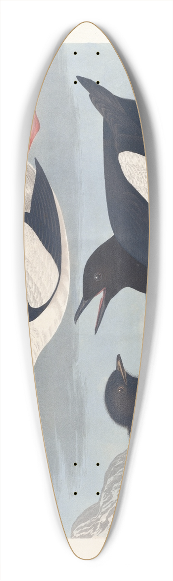 John James Audubon - Black guillemot 39.3 inch art pintail longboard deck