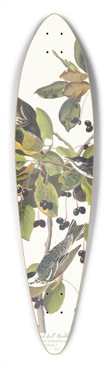John James Audubon - Black-poll warbler 39.3 inch art pintail longboard deck