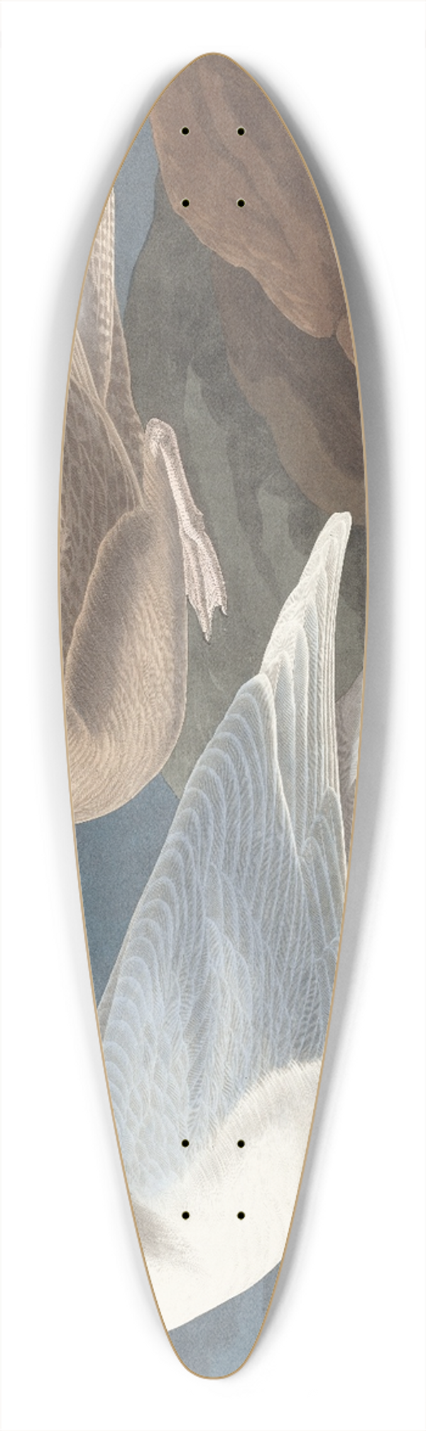 John James Audubon - Burgomaster gull 39.3 inch art pintail longboard deck