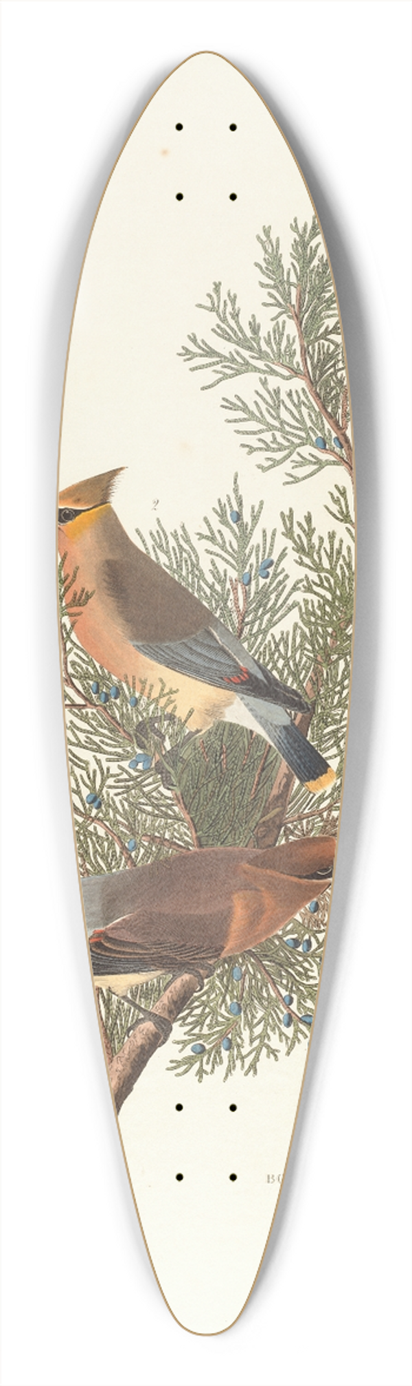 John James Audubon - Cedar bird 39.3 inch art pintail longboard deck
