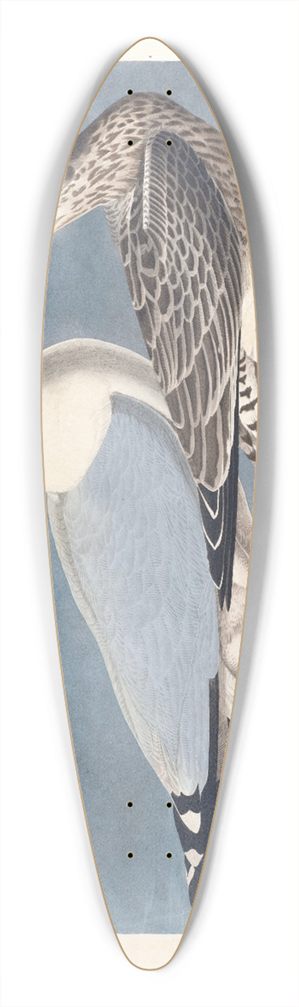 John James Audubon - Common gull 39.3 inch art pintail longboard deck