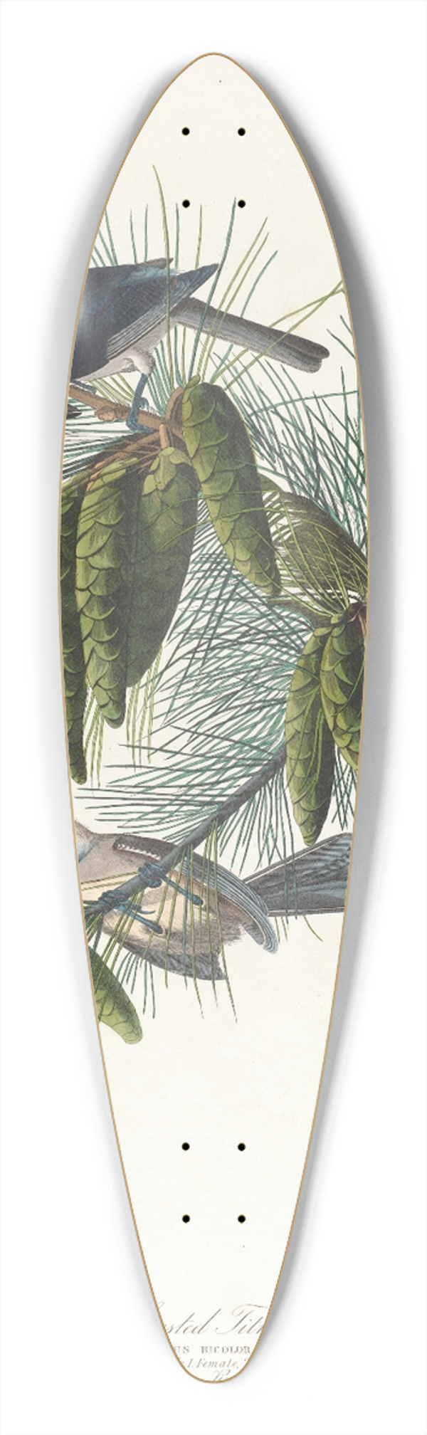 John James Audubon - Crested titmouse 39.3 inch art pintail longboard deck