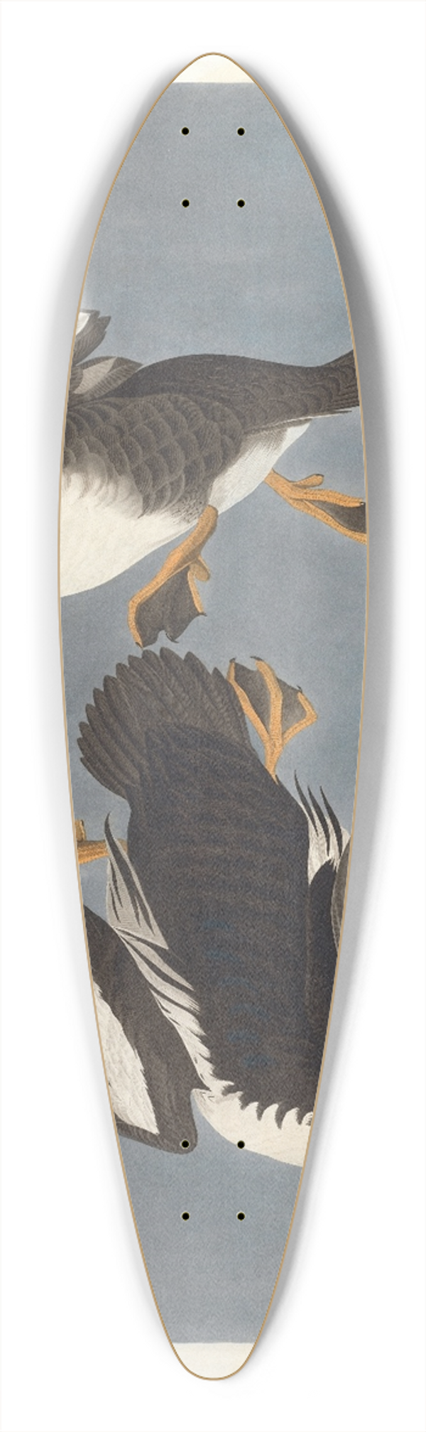 John James Audubon - Golden-eye duck, Fuligula clangula 39.3 inch art pintail longboard deck