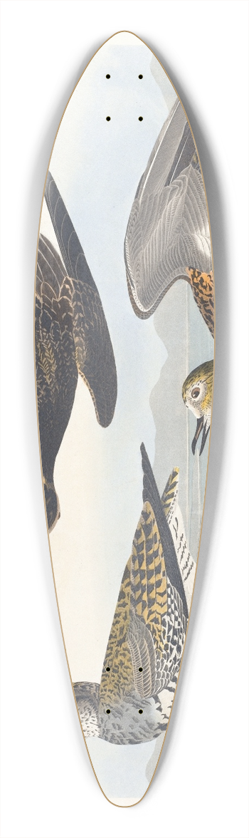 John James Audubon - Golden plover 39.3 inch art pintail longboard deck