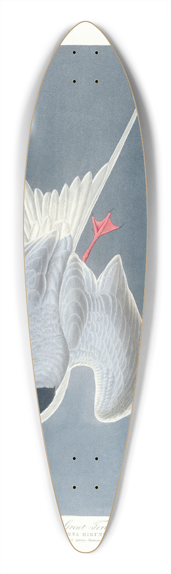 John James Audubon - Great tern 39.3 inch art pintail longboard deck