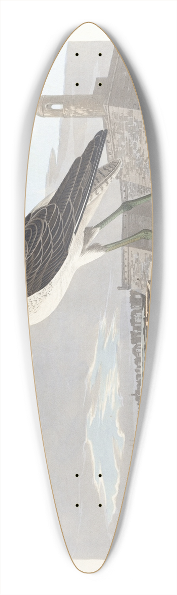 John James Audubon - Greenshank 39.3 inch art pintail longboard deck