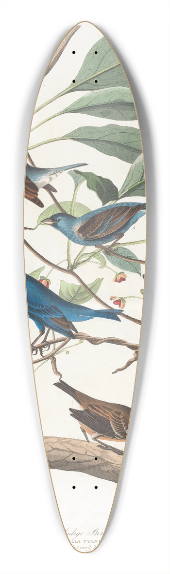 John James Audubon - Indigo bird 39.3 inch art pintail longboard deck