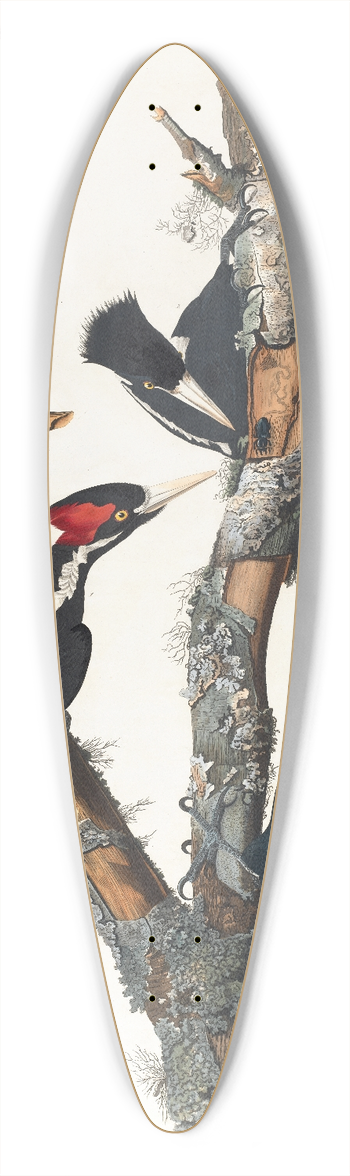John James Audubon - Ivory-billed woodpecker 39.3 inch art pintail longboard deck