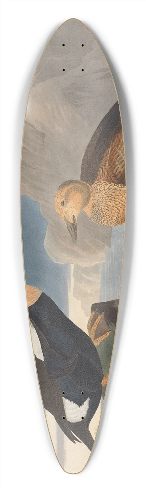 John James Audubon - King duck 39.3 inch art pintail longboard deck