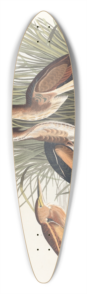 John James Audubon - Least bittern 39.3 inch art pintail longboard deck