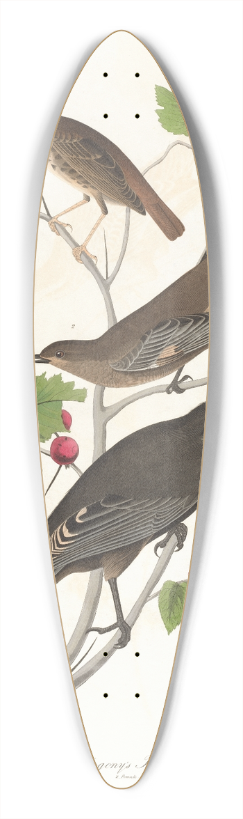 John James Audubon - Little tawny thrush 39.3 inch art pintail longboard deck