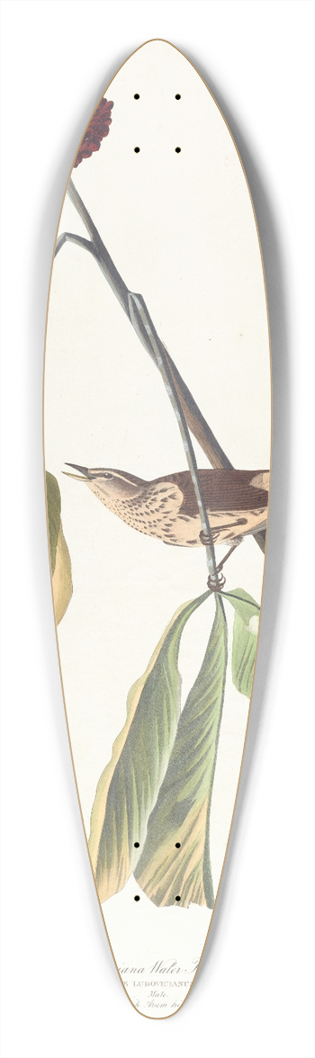 John James Audubon - Louisiana water thrush 39.3 inch art pintail longboard deck