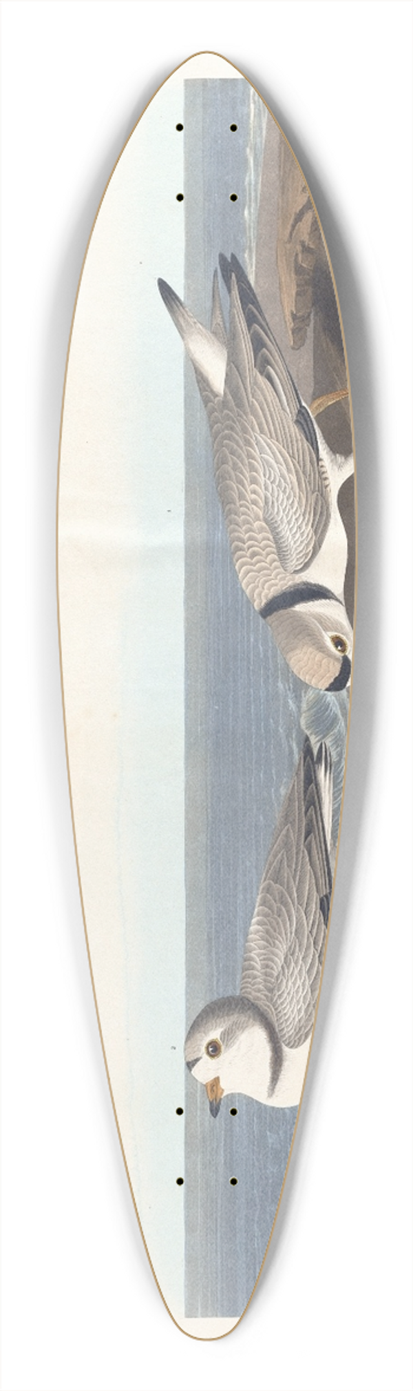 John James Audubon - Piping plover 39.3 inch art pintail longboard deck
