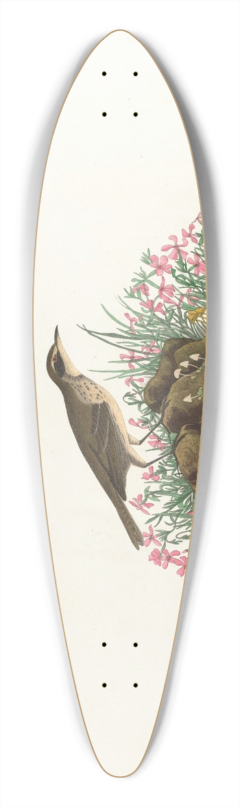 John James Audubon - Prairie titlark 39.3 inch art pintail longboard deck