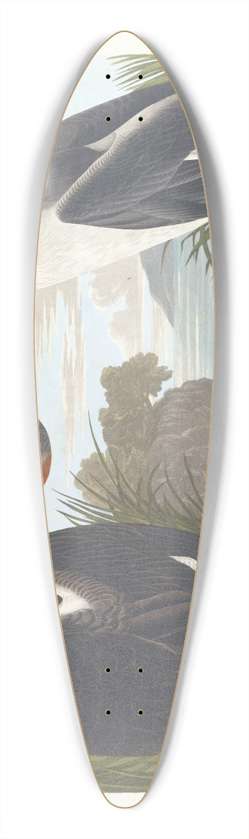 John James Audubon - Red-necked grebe 39.3 inch art pintail longboard deck