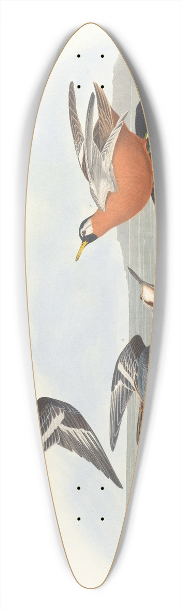 John James Audubon - Red phalarope 39.3 inch art pintail longboard deck
