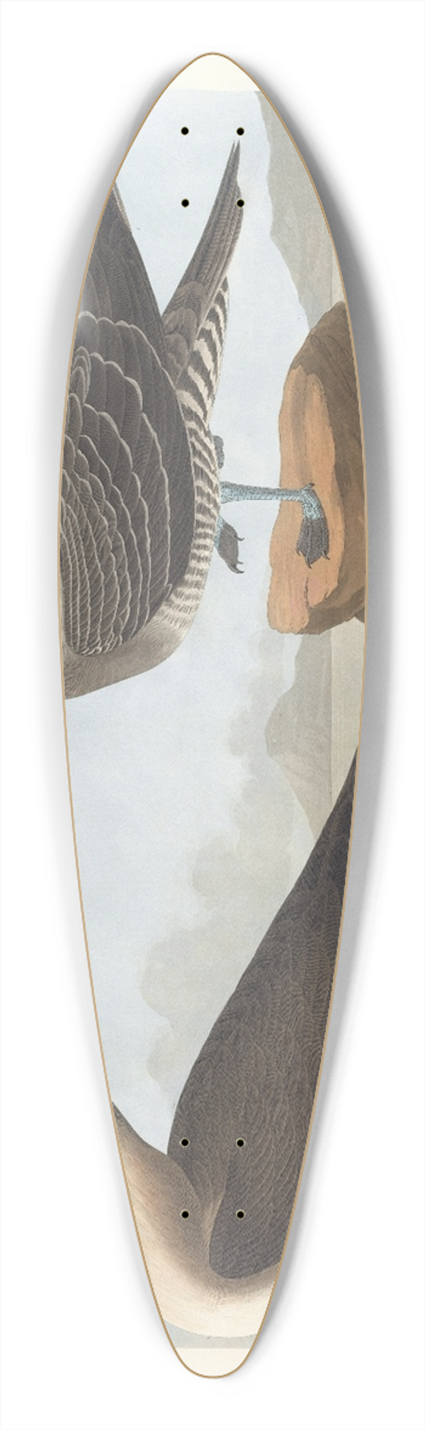 John James Audubon - Richardsons jager 39.3 inch art pintail longboard deck