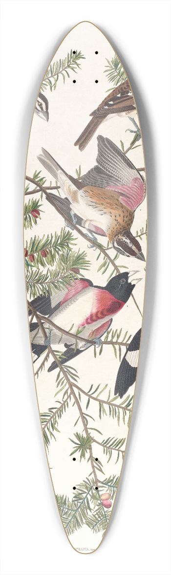 John James Audubon - Rose-breasted grosbeak 39.3 inch art pintail longboard deck