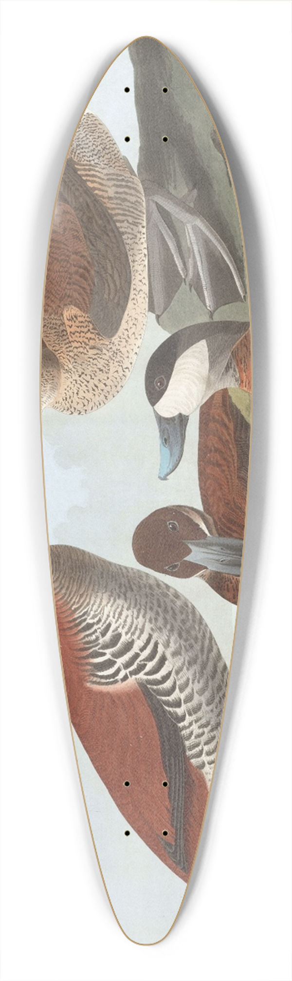 John James Audubon - Ruddy duck 39.3 inch art pintail longboard deck