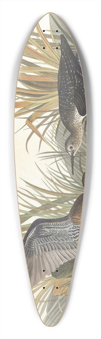 John James Audubon - Solitary sandpiper 39.3 inch art pintail longboard deck