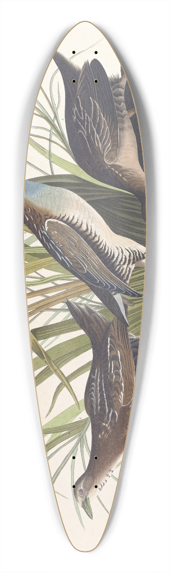 John James Audubon - Sora or rail 39.3 inch art pintail longboard deck
