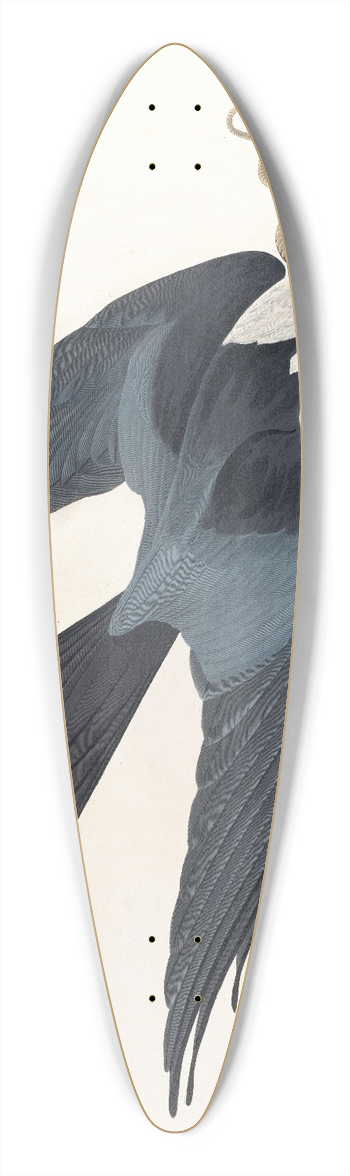 John James Audubon - Swallow-tailed hawk 39.3 inch art pintail longboard deck