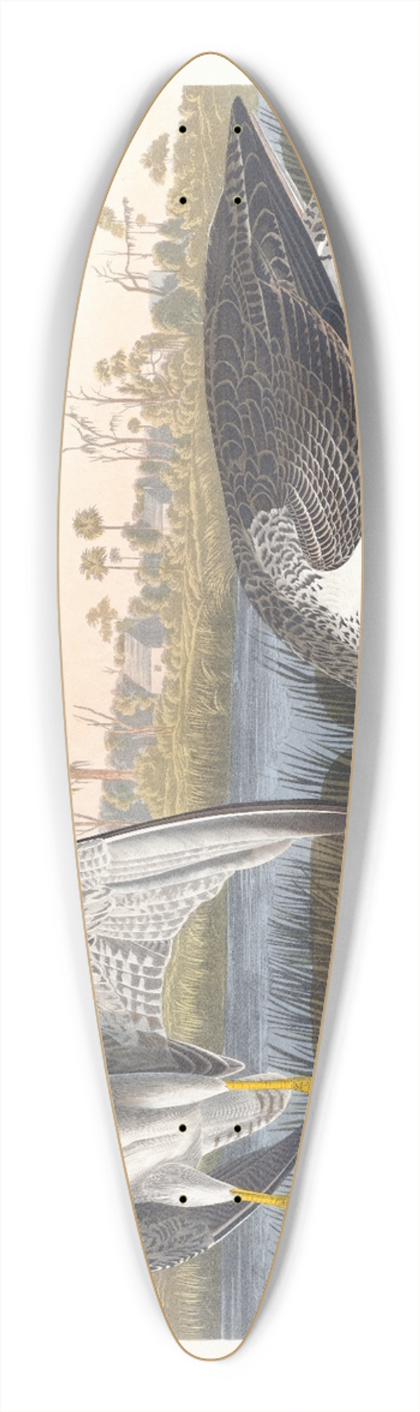 John James Audubon - Tell-tale godwit or snipe 39.3 inch art pintail longboard deck