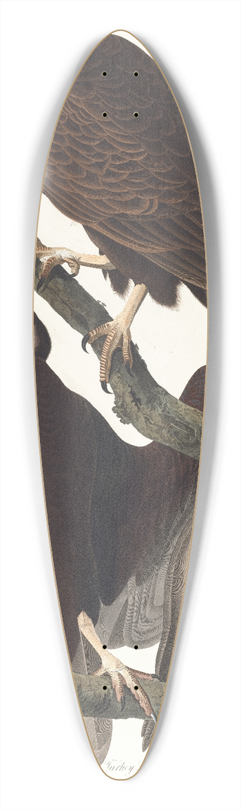John James Audubon - Turkey buzzard 39.3 inch art pintail longboard deck