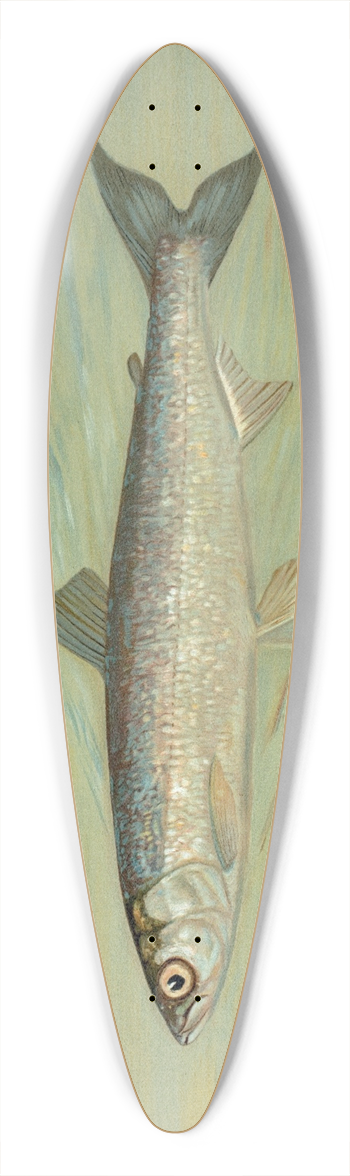 John L. Petrie - The Cisco of Lake Geneva, Wis., Argyrocomus artedi sisco. 39.3 inch art pintail longboard deck